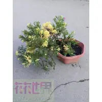 在飛比找蝦皮購物優惠-花花世界_常綠灌木*--龍鳳柏--三光柏6吋盆高5-10CM