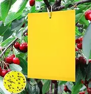 Y.A. LOTUS 20 Yellow Traps Sticky Insect Traps, Cherry Thread Trap, Yellow Boards, Professional Double-Sided Fly Catcher Stickers for White Flies, Aphids, Leaf Miner, Moths Other Insects