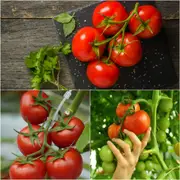 Tomato - Cascade Early seeds