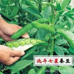 種子夯綠寶蠶豆種子 北斗七星蠶豆種子高產大粒型蠶豆蔬菜種子 8L4B
