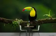 3D Parrot Bird Animal Wallpaper Wall Murals Removable Wallpaper