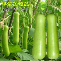 在飛比找蝦皮購物優惠-🍓台灣💋四季可種 『雪原蔬菜種子』四季種植 蒲瓜種子瓠瓜種子