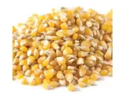 Ladyfinger Bulk Popcorn 1 Pound Popcorn Kernels