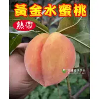 在飛比找蝦皮購物優惠-勿直接下標 熱帶 黃金水蜜桃 平地可種 水蜜桃樹苗 嫁接苗 