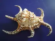 Sea Shell Seashells 4.9" Lambis Chiragara Shell