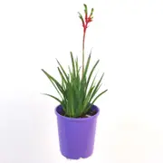 140mm Kangaroo Paw 'Bush Dance' - Anigozanthos hybrid