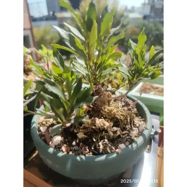 梔子花小品的優惠比較- 2026年06月|飛比價格