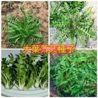 在飛比找蝦皮購物優惠-【薺菜種子】大葉薺菜種子 野生薺菜種子 四季大田庭院陽臺盆栽