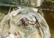 Genuine 925 Sterling Silver Large Cubic Zirconia Ring Several Sizes