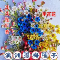 在飛比找蝦皮購物優惠-🔥✨蝦皮熱銷【開發票】收据【臘梅種子】澳洲臘梅種子 耐寒易種