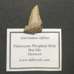 [海膽的刺]ISUROLAMNA INFLATA牙齒化石/鯊魚化石/牙齒化石_6-B