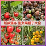 🔥【新款瀑布番茄大全】 聖女果櫻桃番茄 水果種籽 番茄種子