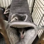 Sleeping Hamster Hammock Rat Swinging Bed Hamster Tunnel Mouse Hanging Cage