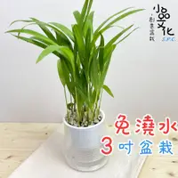 在飛比找蝦皮商城優惠-【小品文化】黃椰子【現貨】3吋山形免澆水盆栽 室內植物 室內