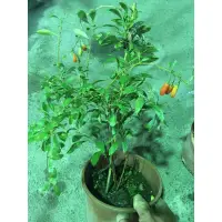 在飛比找蝦皮購物優惠-奇花異卉～寧夏枸杞開花結果盆栽