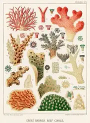 12791.Poster print.Room Wall design.1893 Great Barrier Australian Reef.Corals