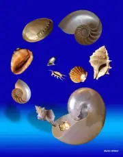 Beautiful nautical composite sea shells.