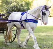 MINI/SMALL PONY SIZE Beginner PURPLE HARNESS made from Beta Biothane