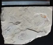 Squid + Gaudryella + 11Shrimps - Mass Mortality - Cretaceous Fossils Lebanon