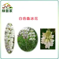 在飛比找Yahoo奇摩購物中心優惠-【綠藝家】H06.魯冰花(旺花白色)種子10克(約25顆)