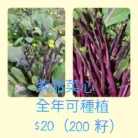 在飛比找蝦皮購物優惠-紫甜菜心種子200粒$20