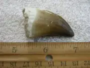 Dinosaur fossil Jumbo Mosasaurus teeth FC26