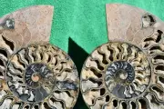 Large Split PAIR BLACK Ammonite XXL 212mm 110myo Dino age FOSSIL 8.5" a3829uu