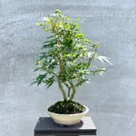 《野趣小品盆栽》日本🇯🇵山槭．叢幹多幹三幹