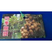 在飛比找蝦皮購物優惠-水果苗  四季龍眼  4.5吋盆高40-60cm四季結果【花