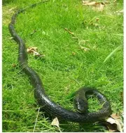 Realistic Rubber Snake Halloween Toy Mamba Fake Snake Toy Garden Props 130Cm Lon