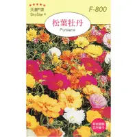 在飛比找蝦皮購物優惠-尋花趣 松葉牡丹(Purslane)【花卉種子】松葉牡丹花 