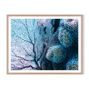 Coral Fantasy Framed Wall Art - Timber