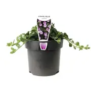 140mm Ground Morning Glory - Convolvulus sabatius Blue