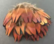 25pcs Natural Petite 3-4cm Pheasant Plumage Feathers DIY Art Craft Jewellery