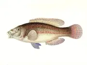 1977 VINTAGE LAROUSSE "PEACOCK WRASSE" GORGEOUS FISH COLOR Art Print Lithograph