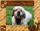 Clumber Spaniel Laser Engraved Wood Picture Frame (5 x 7)