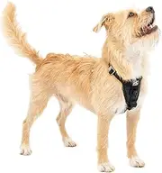 Kurgo Enhanced Strength Tru-Fit Smart Dog Harness, Black, Small - Crash Tested Car Safety Harness for Dogs, No Pull Dog Harness, Includes Pet Safety Seat Belt Tether