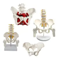 在飛比找蝦皮商城優惠-女性骨盆模型 迷你腰椎骨盆模型骶骨髋骨 人體解剖 盆底肌 醫