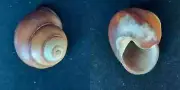 #F200 Cochlostyla Bruguieriana, Philippines, 35mm land snail shell