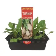 Punnet Turnip Baby White - Brassica rapa glabra