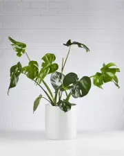 Monstera Delicosia 240mm - Sydney
