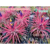 在飛比找蝦皮購物優惠-★舞葉精靈★華美露拉小精靈★Tillandsia ionan