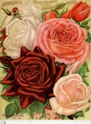Henderson's Quartet of Roses | A4 Rice Paper | Paper for Decoupage