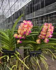 Hybrid Thai Vanda Orchid (Pine River × Bangkok Sunset) "Yellow with a Pink Lip"