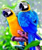 Tropical Parrots on Limb Full Round Drill 5D Diamond Painting Bead Artwork Cross