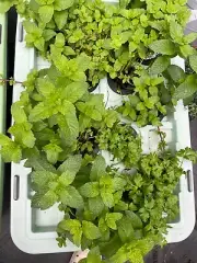 Hydroponic Growing Garden DWC system 22 plants great on apartment balcony