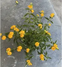 在飛比找Yahoo!奇摩拍賣優惠-心心花園 ❤黃色馬櫻丹 6吋盆 ❤觀花植物 ~生命力旺盛唷~