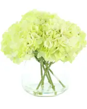 Creative Displays Lime Green Hydrangea in a Clear Glass Vase