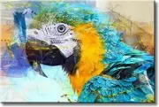 Tropical Blue Yellow Parrot Picture on Stretched Canvas, Wall Art Décor, Ready t