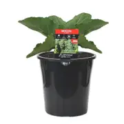 180mm Broccoli Bambino - Brassica hybrid F2